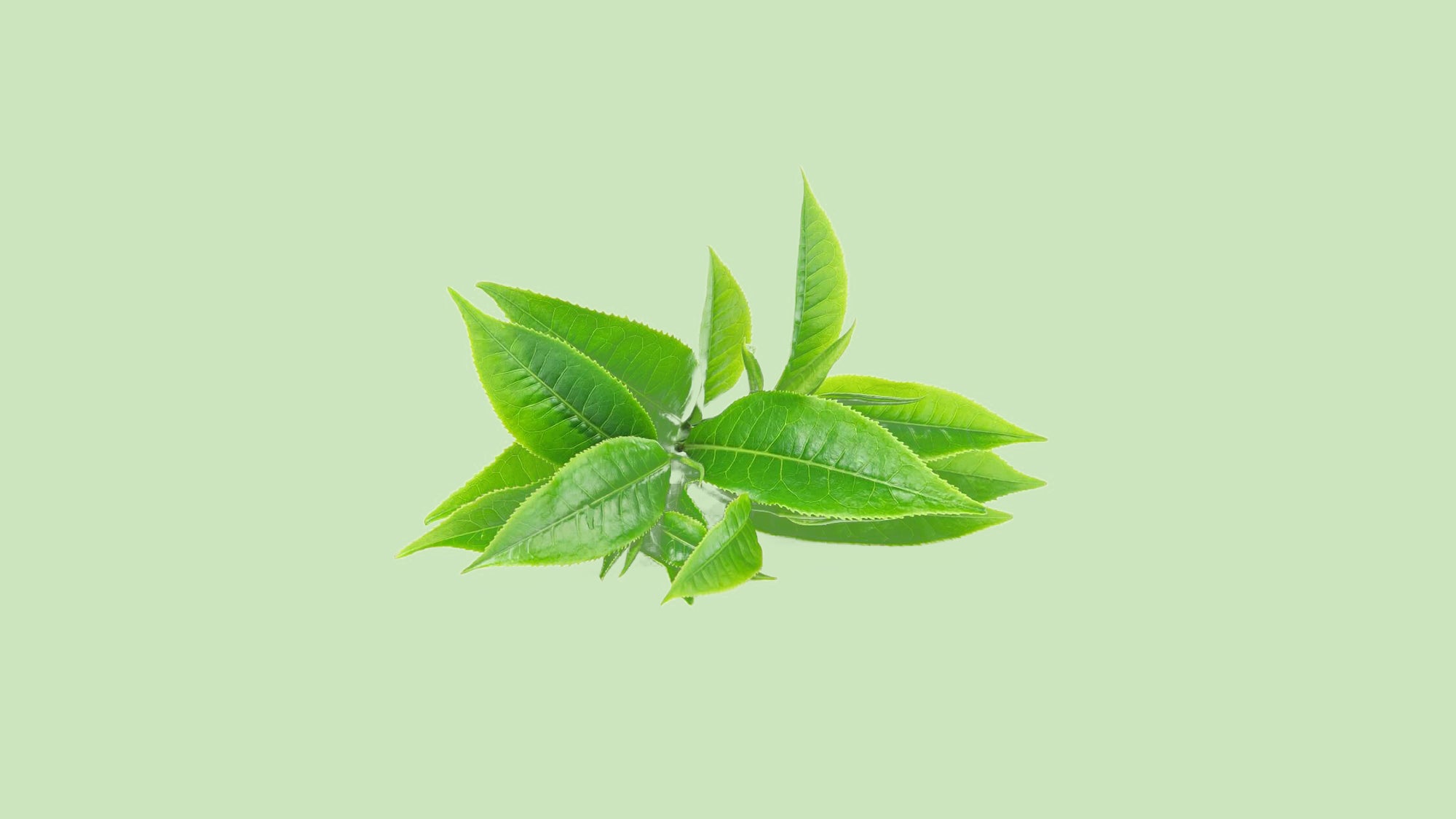Grüner Tee Blattextrakt
