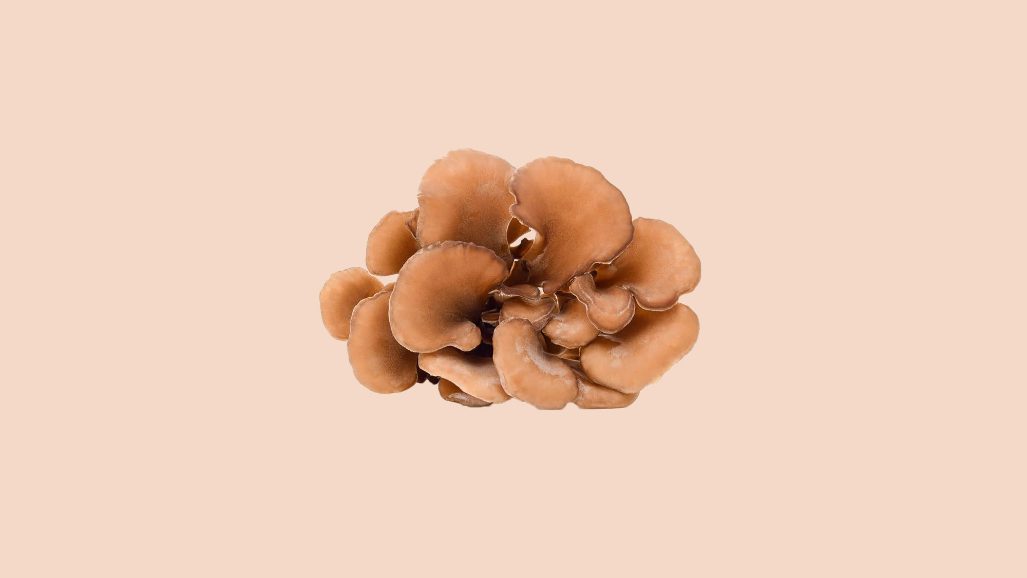 Maitake