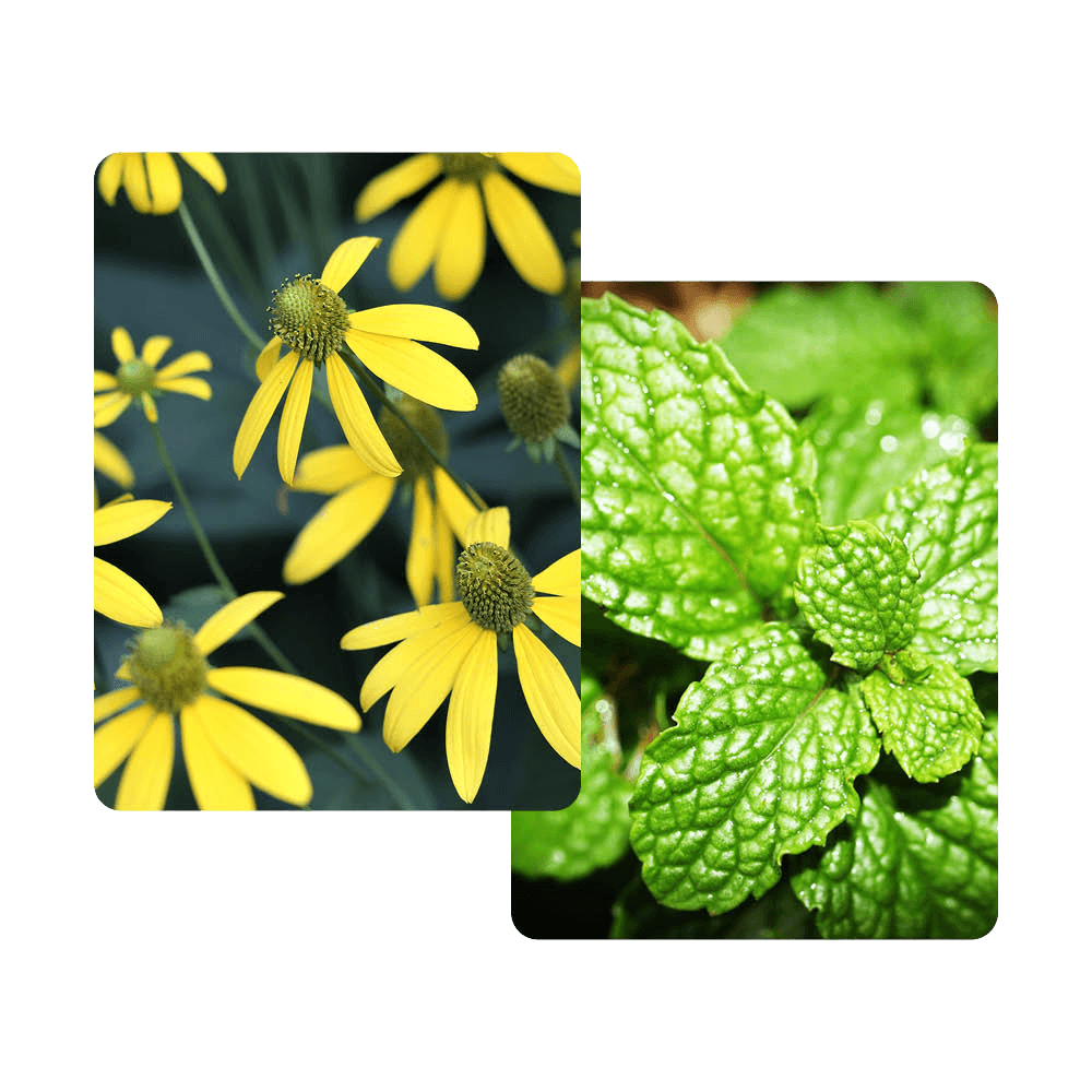 Arnikablüten und Mentholblätter